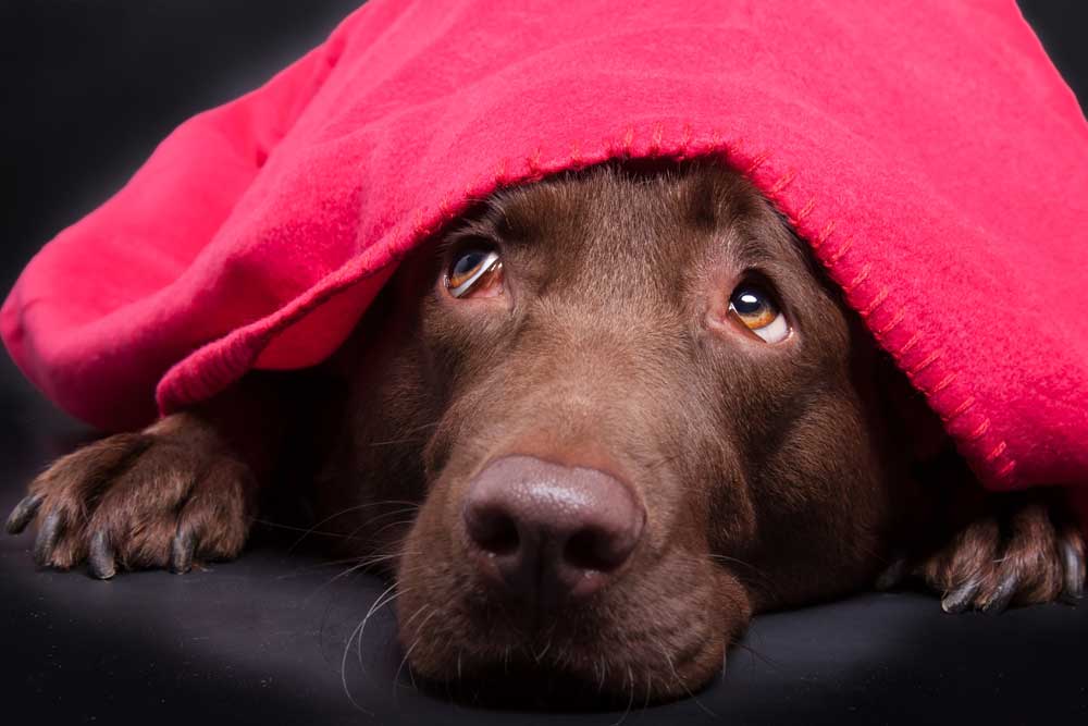 Anxious Dog Hiding Under Pink Blanket