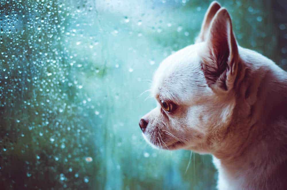 Sad chihuahua looking out a window and into the rain