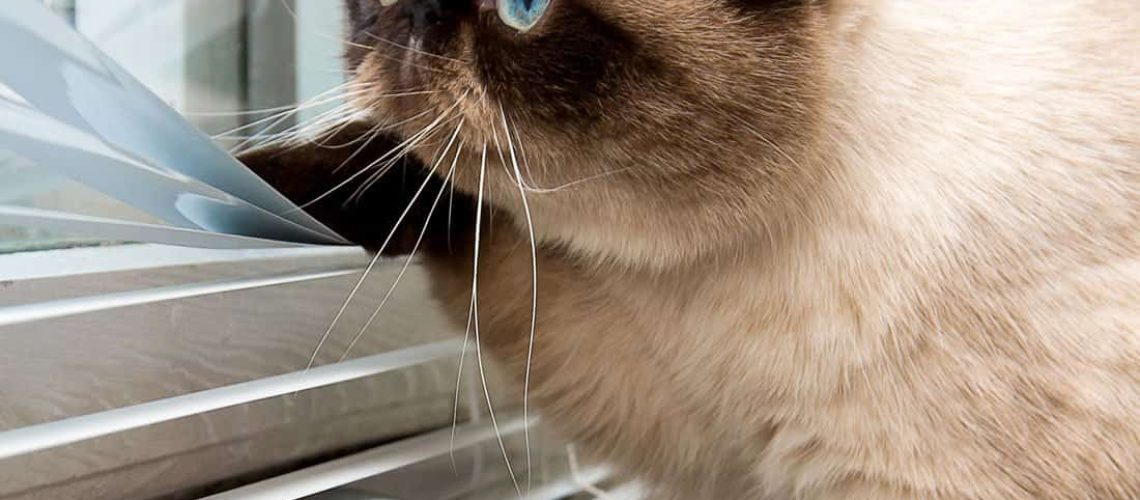 cat-peaking-through-blinds
