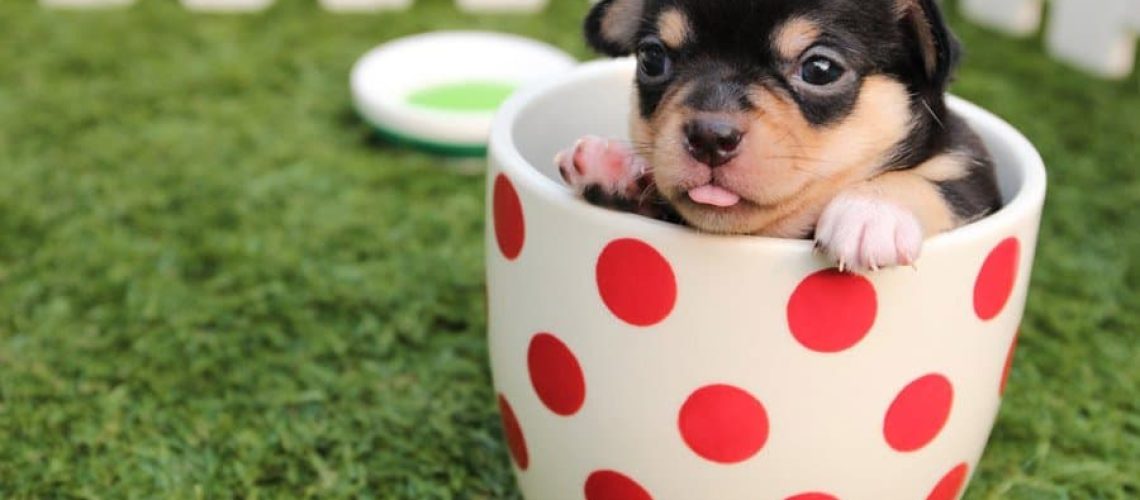 chihuahua-dog-puppy-cute-39317