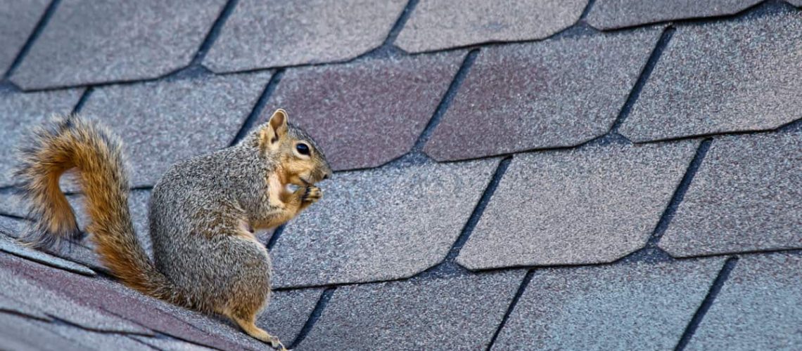 squirrel-on-roof